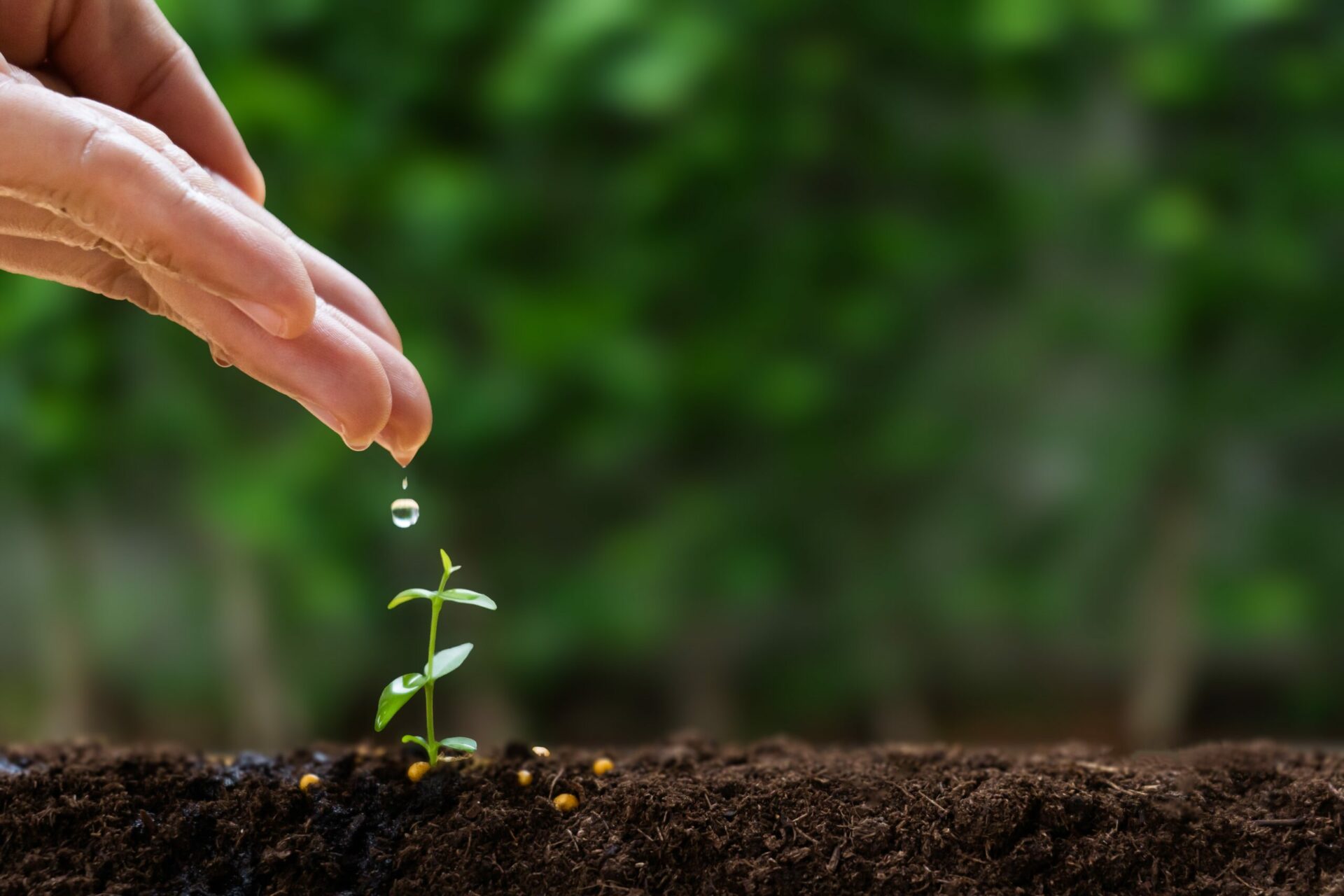 Consistent Probiotic Use depicted as watering a seedling